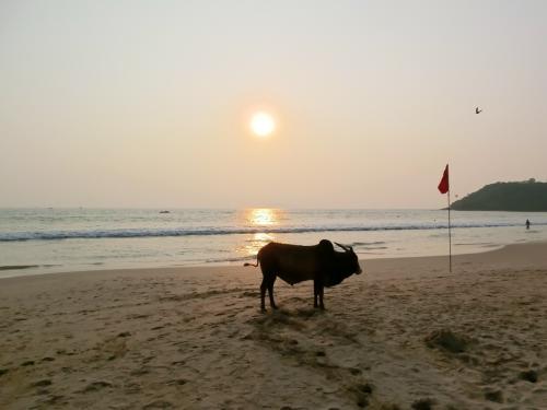 2012 Indien Goa