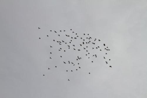 IMG_7711